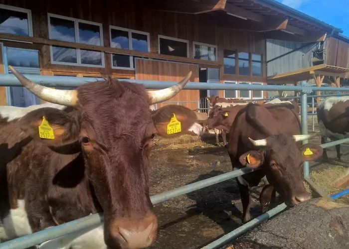 بيت ضيافة بنسيون شاشيرنهوف 3*