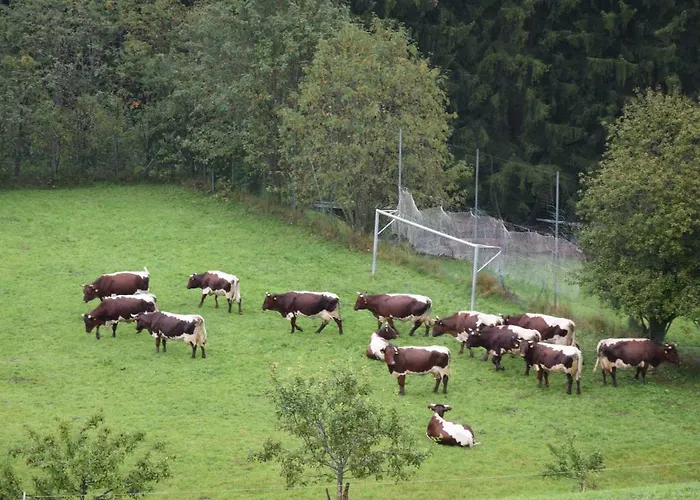 بنسيون شاشيرنهوف بيت ضيافة